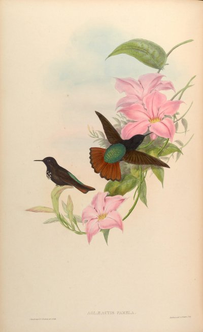 Aglaeactis pamela by John Gould